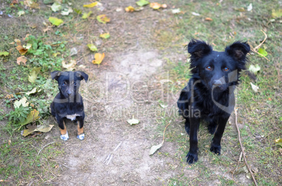 Two black dogs looking to camera