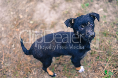 Black puppy looking to camera