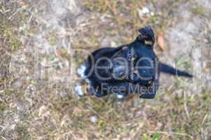 Black puppy looking to camera