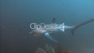 Great diving with trasher sharks at a depth of 40 meters near Malapascua island in the Philippine archipelago