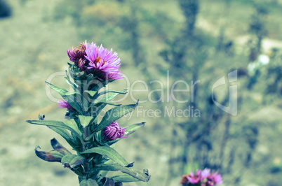 Beautiful aster flower