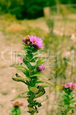 Beautiful aster flower