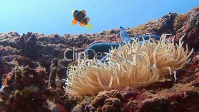 Symbiosis of clown fish and anemones near Malapascua island in the Philippine archipelago