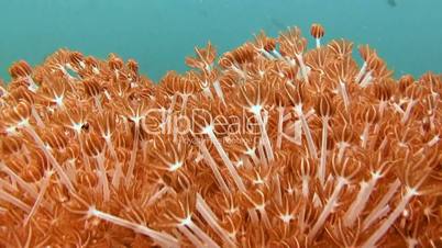Gorgeous colorful coral reef near Malapascua island in the Philippine archipelago