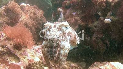 Pharaoh cuttlefish demonstrates sprint on a colorful reef near Malapascua island in the Philippine archipelago