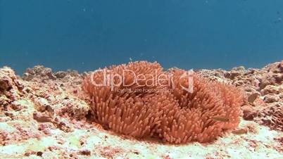 Symbiosis of clown fish and anemones near Malapascua island in the Philippine archipelago