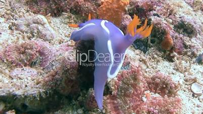 Nudibranch Hypselodoris Bullocki on a reef near Malapascua island in the Philippine archipelago