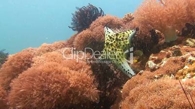 The abundance and diversity of sea stars on the reef near Malapascua island in the Philippine archipelago