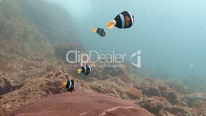 Symbiosis of clown fish and anemones in Andaman sea near Thailand