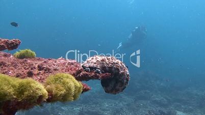 Sea cucumber on coral in the Andaman sea near Thailand