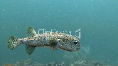 Puffer fish above a coral reef in the Andaman sea near Thailand