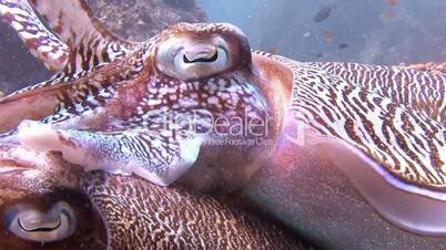 Temperamental dance of the mating of Pharaoh cuttlefish in the Andaman sea near Thailand