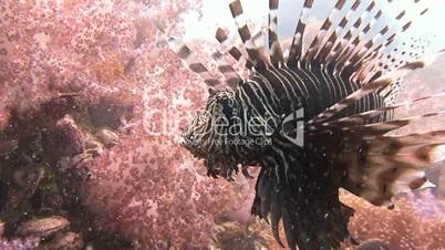 Graceful lionfish over coral reef in the Andaman sea near Thailand