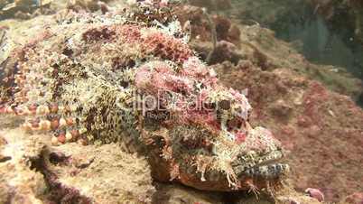 Scorpion fish lurking on the reef in the Andaman sea near Thailand