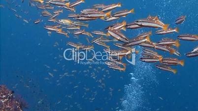 A flock of tropical fish over the reef in the Andaman sea near Thailand