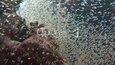 Millions of glass fish on a reef in the Andaman sea near Thailand