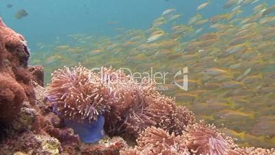 Schools of fish snappers in the Andaman sea near Thailand
