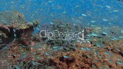 Millions of glass fish on a reef in the Andaman sea near Thailand