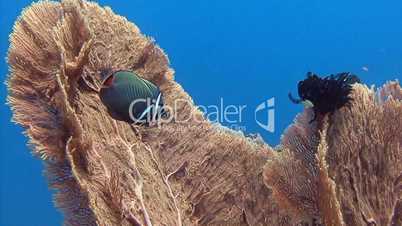 Great reef in the Andaman sea near Thailand