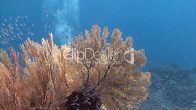 Millions of glass fish on a reef in the Andaman sea near Thailand