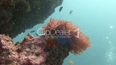 Symbiosis of clown fish and anemones in Andaman sea near Thailand