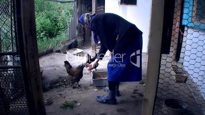 the woman feeds chicken from hands
