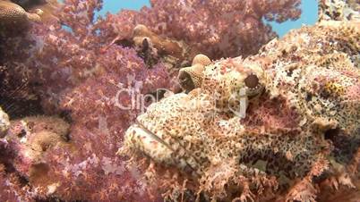 Scorpion fish hiding on the reef in the Andaman sea near Thailand