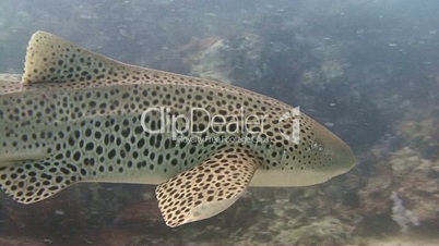 Zebra shark in the Andaman sea near Thailand