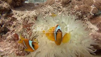 Symbiosis of clown fish and anemones in the Red sea