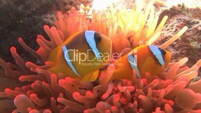 Symbiosis of clown fish and anemones in the Red sea