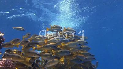 A flock of fish snappers over the reef in the Red sea