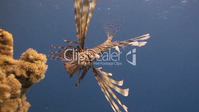 Graceful lionfish on reef in Red sea