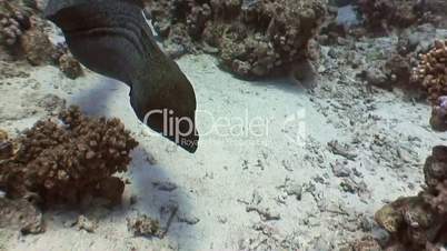 Angry giant Moray eel attacks an underwater videographer in Red sea