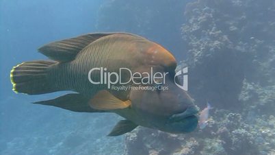 Great diving with Napoleon fish Red sea