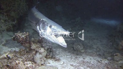 Great night diving with barracudas in the Red sea