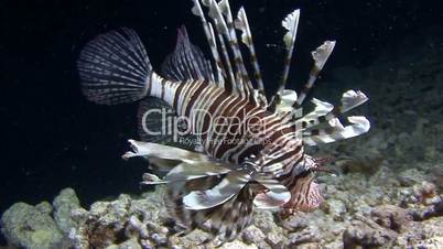 Spectacular night dive with lionfish in the Red sea
