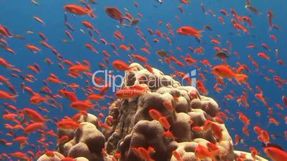 Stunning colorful coral reefs in the Red sea