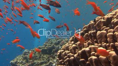 Gorgeous colorful coral reef in the Red sea