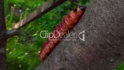 Caterpillar crawling on the bark of a tree