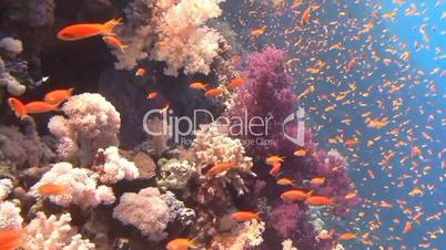 Stunning colorful coral reefs in the Red sea