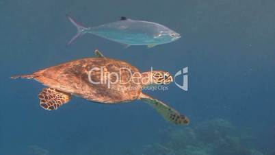 Great diving with a sea turtle Hawksbill turtle in the Red sea