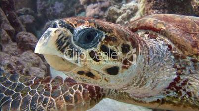 Great diving with a sea turtle Hawksbill turtle in the Red sea