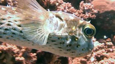 Puffer fish over colorful coral reef in the Red sea