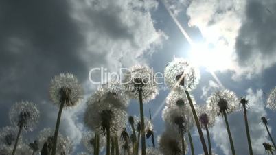 Picturesque field of dandelions near Smolensk
