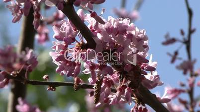 Flowering tree Cercis near Krasnodar, Russia