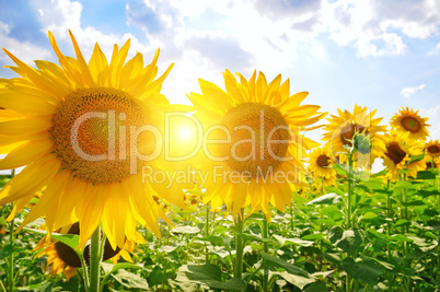 sunflowers on a background of blue sky