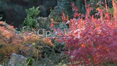 Bright colors of autumn in the city garden of Krasnodar, Russia