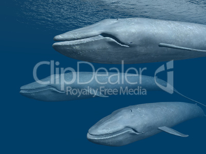 Drei Blauwale