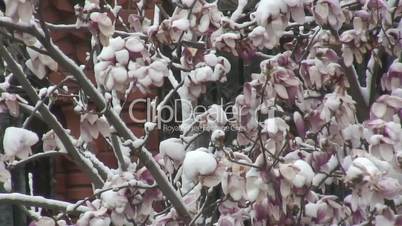 Flowering Magnolia trees from the spring snowfall in Krasnodar, Russia
