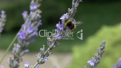 Bumblebees, pollinating lavender flowers in the city garden of Krasnodar, Russia